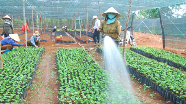 B&igrave;nh Phước: Đẩy mạnh nh&acirc;n chồi v&agrave; vườn ươm c&acirc;y năng suất cao