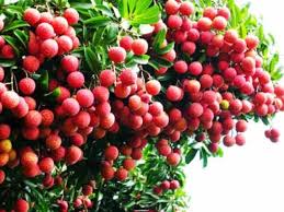 Vải thiếu xuất khẩu