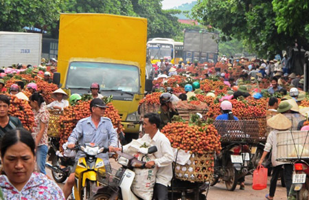 Vải thiều gi&aacute; b&egrave;o ngập chợ