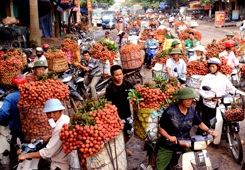 Vải thiều ch&iacute;n rộ đỏ ối