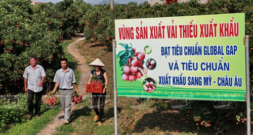Bắc Giang ph&aacute;t triển v&ugrave;ng sản xuất vải thiều đạt ti&ecirc;u chuẩn GlobalGAP
