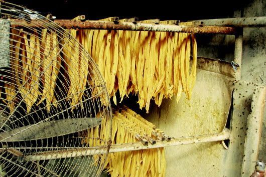 Ph&aacute;t hiện đường d&acirc;y sản xuất v&aacute;ng đậu kịch độc g&acirc;y ung thư