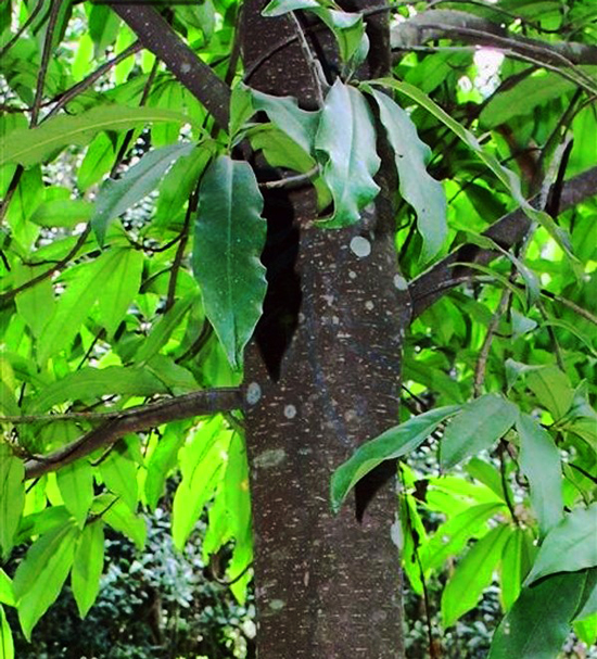 Hà Nội: Trồng mới loại cây chuyên dùng đóng đồ thờ cúng? Hà Nội: Trồng mới loại cây chuyên dùng đóng đồ thờ cúng?