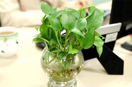 C&acirc;y cảnh l&agrave; vật phẩm phong thủy mang lại nhiều t&agrave;i lộc v&agrave; may mắn 