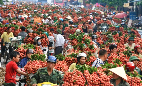 Bức tranh n&agrave;o cho vụ vải thiều năm nay?