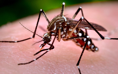 Muỗi Aedes aegypti được cho l&agrave; trung gian truyền virus Zika (Ảnh: vectorbase)