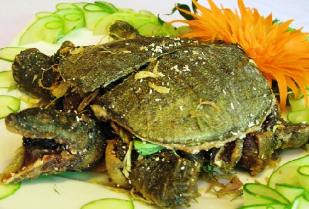chế biến món ba ba chế biến món ba ba
