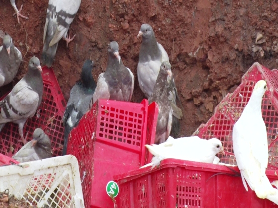 cúm h7n9 cúm h7n9