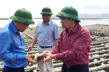 nguyên nhân hàu chết ở tiên yên nguyên nhân hàu chết ở tiên yên