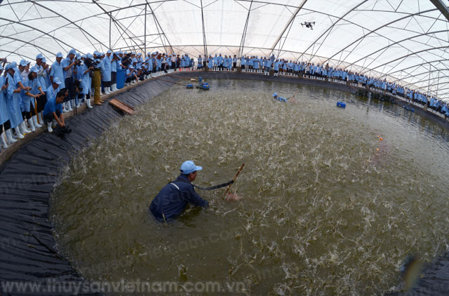 tôm bạc liêu tôm bạc liêu