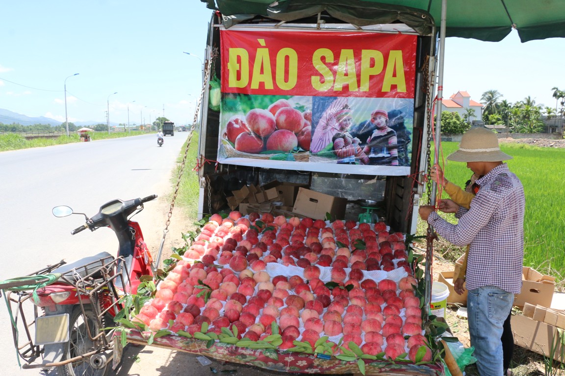 đ&agrave;o sa pa