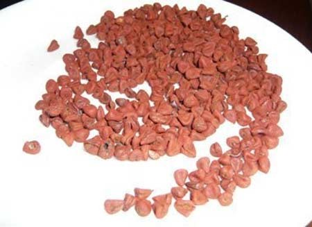 Hạt c&agrave;-ri được d&ugrave;ng trị bệnh tiểu đường một c&aacute;ch tự ph&aacute;t. Ảnh: Thanh Huyền