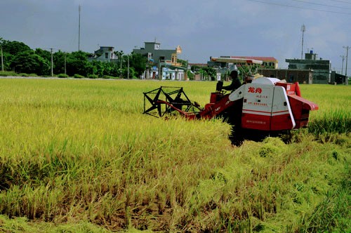 Diện t&iacute;ch đất l&uacute;a đang bị thu hẹp dần v&igrave; nhường đất cho c&aacute;c dự &aacute;n x&acirc;y dựng