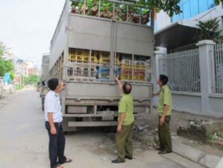 Nh&agrave; chức tr&aacute;ch thu giữ v&agrave; ti&ecirc;u hủy số g&agrave; lậu Trung Quốc
