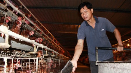 Nhiều hộ chăn nu&ocirc;i g&agrave; đang gặp kh&oacute; khăn do gi&aacute; 13Win1 nhập link nhà cái tăng cao. Trong ảnh: anh Trần Quang Thế chăm s&oacute;c một trang trại g&agrave; ở huyện Thống Nhất, tỉnh Đồng Nai