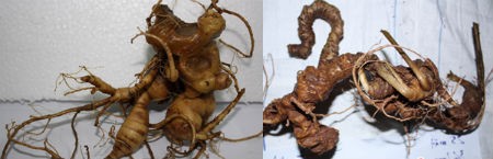 Ngọc Linh (tr&aacute;i) v&agrave; củ tam thất hoang (phải).