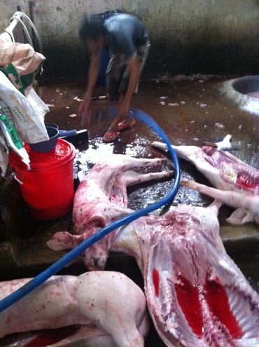 Một g&oacute;c trong l&ograve; heo chết của &ocirc;ng Phương 