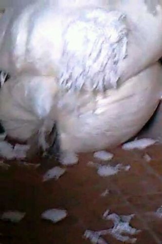 Nguy&ecirc;n liệu l&agrave;m băng vệ sinh l&agrave; những b&igrave; giấy được t&aacute;i chế như thế n&agrave;y