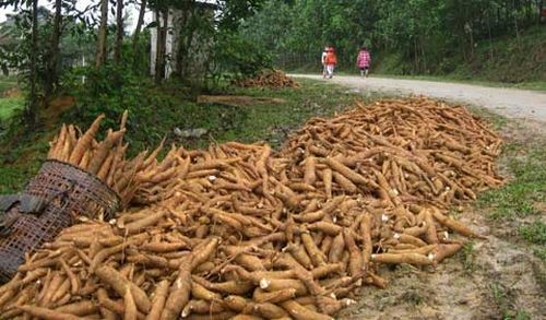 Sắn có khả năng chống chọi được với nhiều kiểu khí hậu