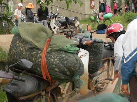 Một địa điểm thu gom cua đồng bắt bằng thuốc s&acirc;u ở x&atilde; An Thủy, Lệ Thuỷ, Quảng B&igrave;nh.