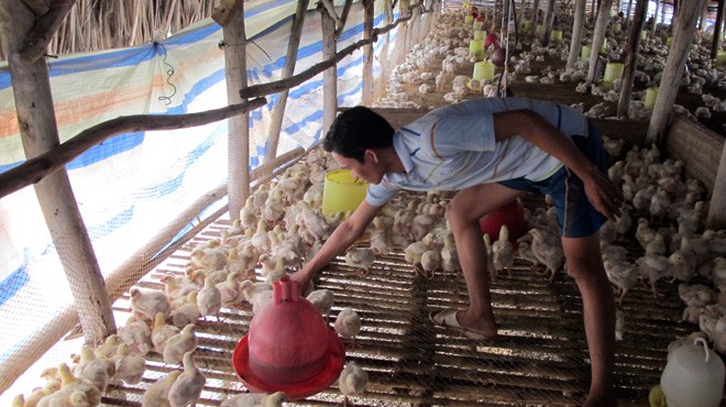 Một trại chăn nu&ocirc;i của người d&acirc;n tại Cẩm Mỹ, Đồng Nai 