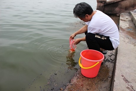 Người đàn ông này năm nao cũng thay mặt cả nhà xách xô cá đi thả ở hồ Tây