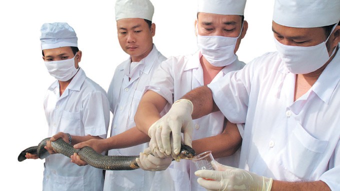 Lấy nọc rắn l&agrave; c&ocirc;ng đoạn kh&oacute; khăn v&agrave; nguy hiểm nhất v&igrave; lu&ocirc;n tiềm ẩn những rủi ro kh&oacute; lường