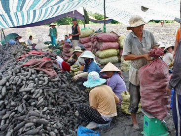 Thu hoạch khoai lang xuất khẩu sang Trung Quốc tại huyện B&igrave;nh T&acirc;n ng&agrave;y 3/3.