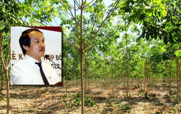 Hết năm 2013, HAGL sẽ ho&agrave;n th&agrave;nh việc trồng 51.000ha cao su
