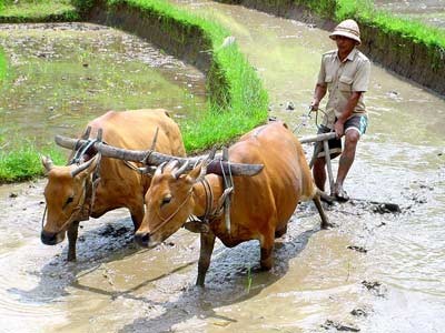 Ch&iacute;nh người n&ocirc;ng d&acirc;n đ&atilde; l&agrave;m cho Vinafood thu nhập khủng.