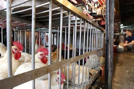 Vi r&uacute;t H6N1 thường được t&igrave;m thấy ở gia cầm, chỉ g&acirc;y bệnh nhẹ - Ảnh: Reuters