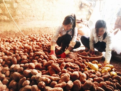 Nhuộm đất đỏ Đ&agrave; Lạt cho khoai t&acirc;y Trung Quốc