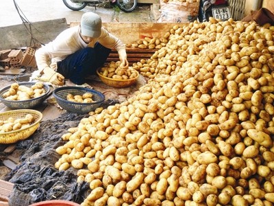 M&ocirc;ng m&aacute; khoai t&acirc;y Trung Quốc ngay tại chợ N&ocirc;ng sản Đ&agrave; Lạt