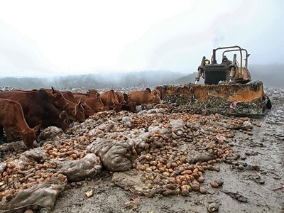 Đ&agrave;n b&ograve; x&ocirc;ng v&agrave;o ăn khoai t&acirc;y Trung Quốc chuẩn bị ti&ecirc;u hủy