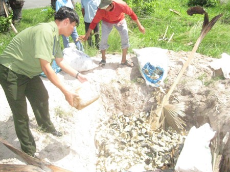 Ti&ecirc;u hủy kh&ocirc; c&aacute; tra ở An Giang