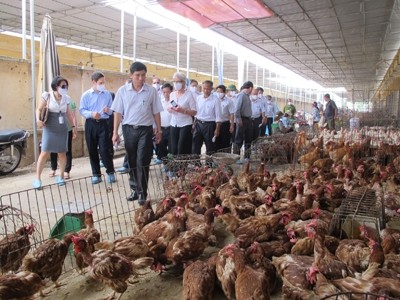 Kiểm tra gia cầm ở chợ đầu mối gia cầm Hà Vỹ (Thường Tín, Hà Nội). Ảnh: Anh Quân.
