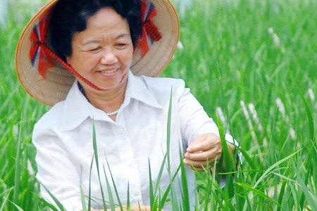 Ph&oacute; Gi&aacute;o sư - Tiến sĩ Nguyễn Thị Tr&acirc;m đ&atilde; lai nhiều tổ hợp, đ&aacute;nh gi&aacute; tr&ecirc;n nhiều v&ugrave;ng v&agrave; tuyển chọn được c&aacute;c giống l&uacute;a lai hai d&ograve;ng mới: TH3-3 TH3-4, TH3-5, TH3-8, TH5-1, TH6-3, TH2-3, TH7-2, TH7-5 v&agrave; l&uacute;a lai ba d&ograve;ng mới: CT16
