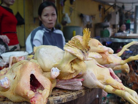 Bằng mắt thường rất kh&oacute; ph&acirc;n biệt được g&agrave; ta v&agrave; g&agrave; nhập lậu, n&ecirc;n nguy cơ người 13Win18 đa dạng khuyến mãi ăn phải g&agrave; nhiễm kh&aacute;ng sinh cấm rất lớn (ảnh minh họa).  