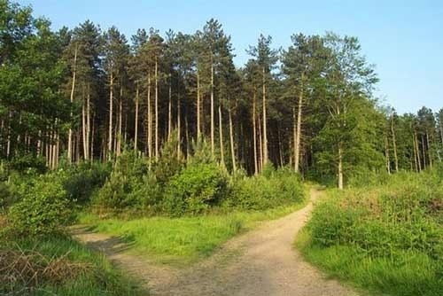 Những c&aacute;nh rừng vắng ở Cannock Chase l&agrave; nơi xuất hiện nhiều sinh vật lạ, b&iacute; hiểm.