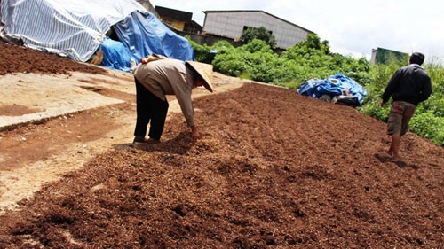 C&ocirc;ng nghệ tr&agrave; 'cứt tr&acirc;u' v&agrave; mối lợi cả chục triệu/ng&agrave;y (1)