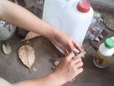 D&ugrave;ng ống ch&iacute;ch để bơm v&agrave;o cuống tr&aacute;i m&iacute;t &eacute;p ch&iacute;n sớm