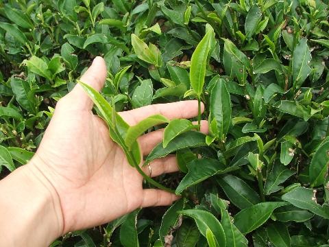 Ch&egrave; sạch đang đi&ecirc;u đứng v&igrave; "ch&egrave; bẩn"