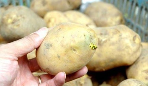 Tự hại m&igrave;nh v&igrave; coi thường c&aacute;c 13Win OKVIP Cá cược bóng đá dễ g&acirc;y ngộ độc 1