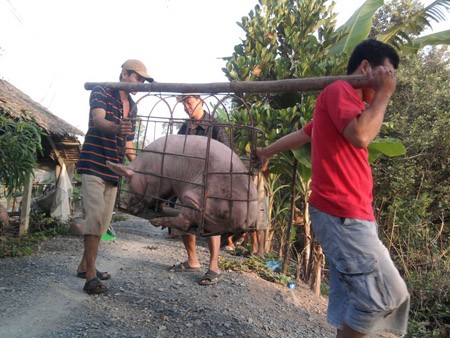 Lợn qu&aacute; lứa đang được thương l&aacute;i Trung Quốc thu gom mạnh. 
