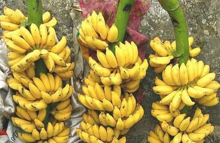 Chuối l&agrave; một trong những loại quả bị phun 13Win21 con - Tri ân hội viên mỗi tháng 2000 tỷ ch&iacute;n &eacute;p.