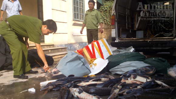 C&aacute; tầm Trung Quốc ngập chợ