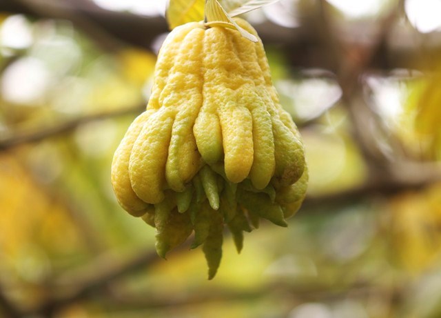 Quả Phật thủ d&ugrave;ng để thờ c&uacute;ng với mong muốn đem lại sựa may mắn