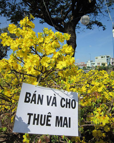 Nhộn nhịp dịch vụ cho thu&ecirc; mai cảnh chơi tết