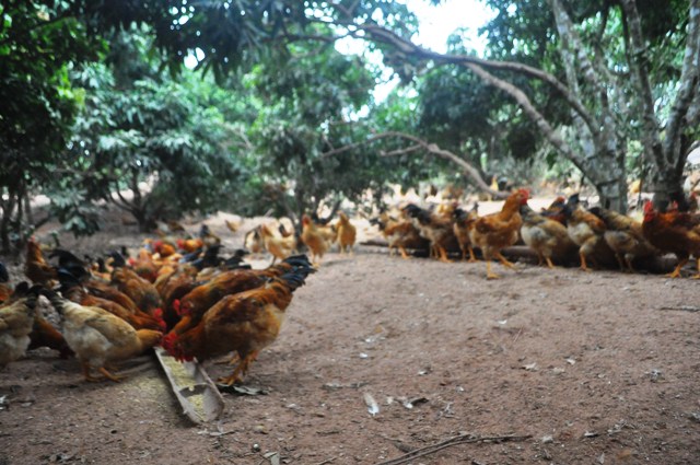 Từ khâu chăn thả Gà Đồi Yên Thế