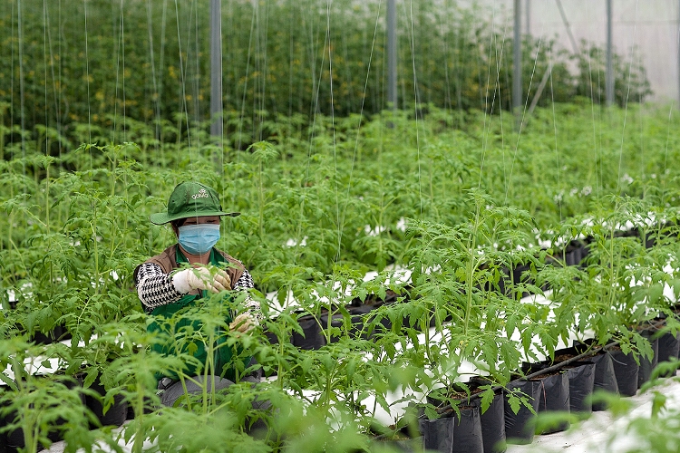  Cây trồng được trồng trong giá thể với các thành phần được kiểm soát chất lượng nghiêm ngặt. 